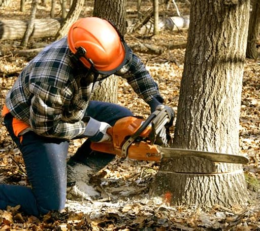 Tree Removal in Holiday, FL